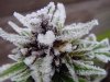 white_widow_1.jpg