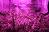 Grutrude The Groupie Week 7 Day 2 of Flower 001 (800x533).jpg