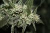 Grutrude The Groupie Week 7 Day 2 of Flower 006 (800x533).jpg