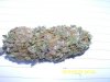 Purple Voodoo (test nug) 1 day cured. 12-30.jpg