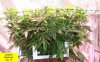 x-man-487357-albums-waterfarm-grow-2-picture2946628-dinafem-bluehash-day-18.jpg