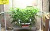 x-man-487357-albums-waterfarm-grow-2-picture2946625-white-label-norhtern-lights-day.jpg