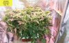 x-man-487357-albums-waterfarm-grow-2-picture2946627-dinafem-bluehash-day-18.jpg