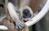 howler-monkey-upside-down.jpg