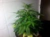 38 days plant #3.jpg