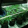 scrog111.jpg