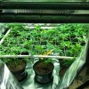 scrog 144.jpg