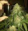 IMG_20140109_042417 - white widow 10-29.jpg