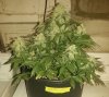 IMG_20140109_042443 - white widow 10-29.jpg