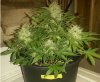 IMG_20140109_043109 - white widow 11-5.jpg