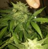 IMG_20140109_043146 - white widow 11-5.jpg