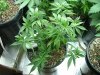 red diesel 5 weeks006.jpg