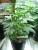 red diesel 5 weeks009.jpg