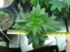 red diesel 5 weeks010.jpg