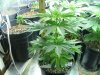 red diesel 5 weeks011.jpg