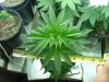 red diesel 5 weeks013.jpg