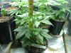 red diesel 5 weeks015.jpg