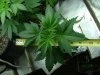 red diesel 5 weeks016.jpg