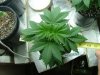 red diesel 5 weeks020.jpg