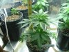 red diesel 5 weeks021.jpg