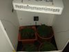 vipar LED grow day 22.jpg