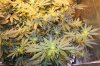 sour_diesel-day14.jpg