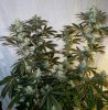 SSDD tall Pheno day 50.jpg