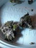 Purple Voodoo 2 weeks cured. 1-12.jpg