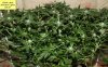 x-man-487357-albums-waterfarm-grow-2-picture2965360-140117-white-label-northern-lights.jpg