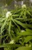 scrogged-9-days-bud1.jpg