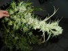 new strains 003.jpg