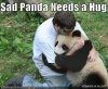 sad-panda-podiatrist_medium.jpg