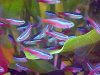 neon_tetras_001_w320.jpg