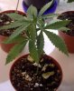 grow03_2008-11-17_day29_pic02u.jpg