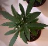 grow03_2008-11-17_day29_pic06u.jpg