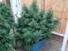 Winter summer grow pix 2012 - 2013 013.jpg