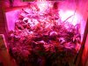 Hans Grow 2x65w.JPG