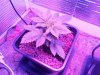 Big Bud First Organic Soil Grow 16 days.jpg