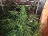 weed week 4 bud 002.jpg