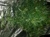 weed week 4 bud 004.jpg