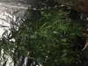 weed week 4 bud 005.jpg