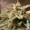 female-auto-bubble-x-line-autoflowering-feminised-seeds_500.jpg