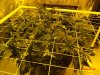 Scrog_day1_2.jpg