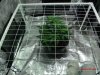 Scrog_Veg1.jpg