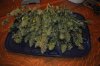 plant1-Day77-Harvest4.jpg