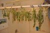 plant1-Day77-Harvest_hanging1.jpg