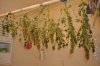 plant1-Day77-Harvest_hanging2.jpg