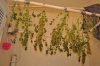 plant1-Day77-Harvest_hanging3.jpg