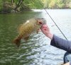 Smallmouth Bass.jpg