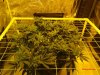 Scrog_day7_1.jpg